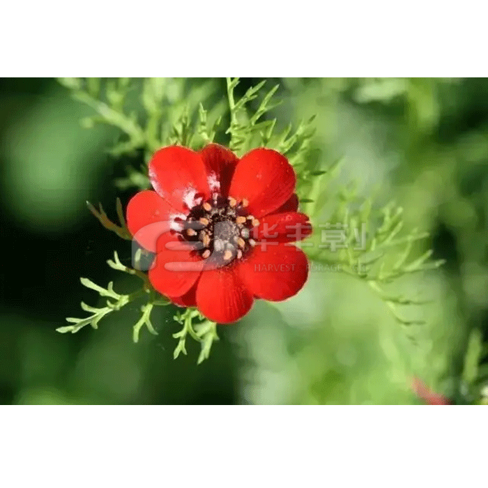 福壽花