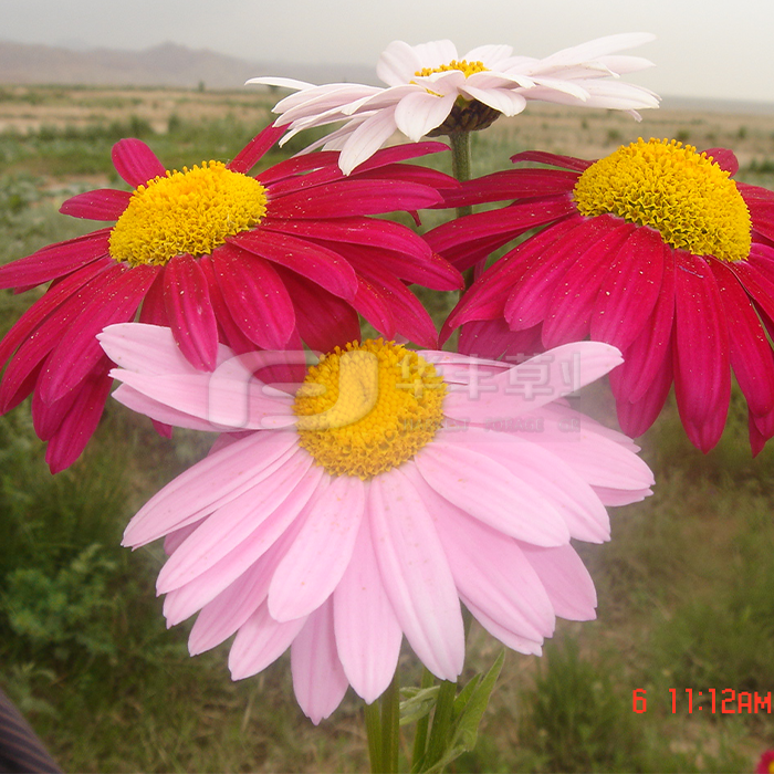 除蟲(chóng)菊